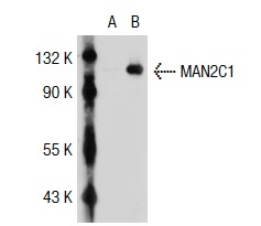 MAN2C1 (C-17): sc-66458. Western blot analysis of MAN2C1 expression in non-transfected: sc-117752 (A) and human MAN2C1 transfected: sc-111434 (B) 293T whole cell lysates.