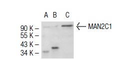 MAN2C1 (C-17): sc-66458. Western blot analysis of MAN2C1 expression in non-transfected 293T: sc-117752 (A), mouse MAN2C1 transfected 293T: sc-121499 (B) and NIH/3T3 (C) whole cell lysates.