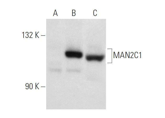 MAN2C1 (C-17): sc-66458. Western blot analysis of MAN2C1 expression in non-transfected 293T: sc-117752 (A), mouse MAN2C1 transfected 293T: sc-121498 (B) and NIH/3T3 (C) whole cell lysates.