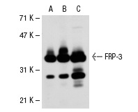 FRP-3 (H-170): sc-13941. Western blot analysis of FRP-3 expression in non-transfected 293T: sc-117752 (A), human FRP-3 transfected 293T: sc-114162 (B) and HeLa (C) whole cell lysates.