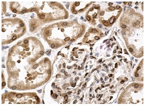 FRP-3 (H-170): sc-13941. Immunoperoxidase staining of formalin fixed, paraffin-embedded human kidney tissue showing nuclear membrane staining of cells in glomeruli and tubules, and cytoplasmic staining of cells in tubules.