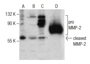 MMP-2 (K-20)-R: sc-8835-R. Western blot analysis of MMP-2 expression in ECV304 (A), A-375 (B) and RAT2 (C) whole cell lysates and human recombinant MMP-2 (D).