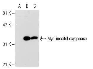Myo-inositol oxygenase (N-19): sc-50603. Western blot analysis of Myo-inositol oxygenase expression in non-transfected: sc-117752 (A) and human Myo-inositol oxygenase transfected: sc-117367 (B) 293T whole cell lysates and mouse kidney tissue extract (C).