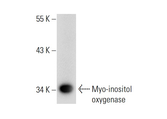Myo-inositol oxygenase (N-19): sc-50603. Western blot analysis of Myo-inositol oxygenase expression in rat kidney tissue extract.