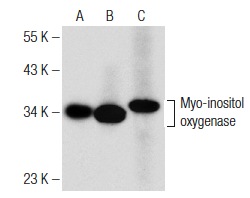 Myo-inositol oxygenase (N-19): sc-50603. Western blot analysis of Myo-inositol oxygenase expression in human kidney (A), mouse kidney (B) and rat kidney (C) tissue extracts.