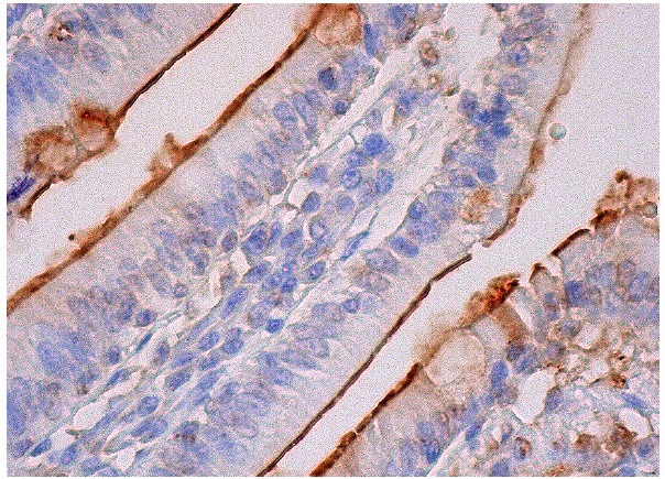 ODC (N-15): sc-21515. Immunoperoxidase staining of formalin fixed, paraffin-embedded human small intestine tissue showing apical membrane staining of glandular cells.