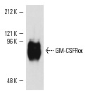 GM-CSFRα (4H1): sc-21764. Western blot analysis of CHO transfected with GM-CSFRα expression vector.