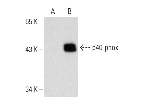 p40-phox (B-1): sc-48376. Western blot analysis of p40-phox expression in non-transfected: sc-117752 (A) and human p40-phox transfected: sc-129386 (B) 293T whole cell lysates.