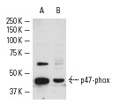 p47-phox (H-195): sc-14015. Western blot analysis of p47-phox expression in HL-60 (A) and Daudi (B) whole cell lysates.