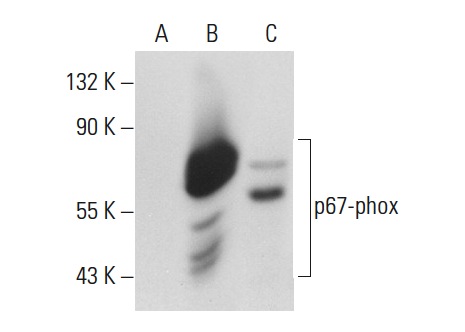 p67-phox (C-19): sc-7662. Western blot analysis of p67-phox expression in non-transfected 293T: sc-117752 (A), human p67-phox transfected 293T: sc-175244 (B) and THP-1 (C) whole cell lysates.