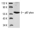 p67-phox (N-19): sc-7663. Western blot analysis of p67-phox expression in RAW 264.7 whole cell lysate.