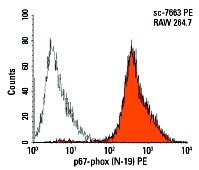 p67-phox (N-19) PE: sc-7663 PE. Intracellular FCM analysis of fixed and permeabilized RAW 264.7 cells. Black line histogram represents the isotype control, normal goat IgG: sc-3992.