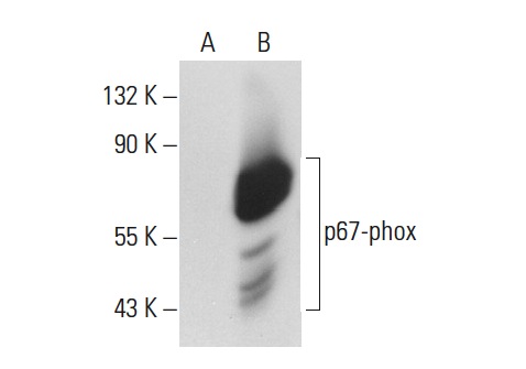 p67-phox (N-19): sc-7663. Western blot analysis of p67-phox expression in non-transfected: sc-117752 (A) and human p67-phox transfected: sc-175244 (B) 293T whole cell lysates.