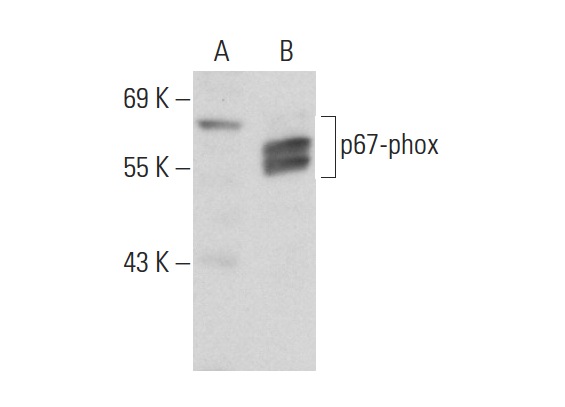 p67-phox (N-19): sc-7663. Western blot analysis of p67-phox expression in non-transfected: sc-117752 (A) and human p67-phox transfected: sc-175244 (B) 293T whole cell lysates.