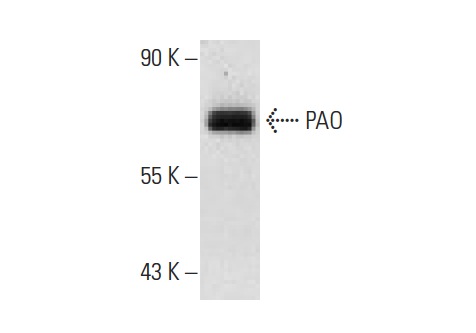 PAO (C-3): sc-166185. Western blot analysis of PAO expression in LADMAC whole cell lysate.