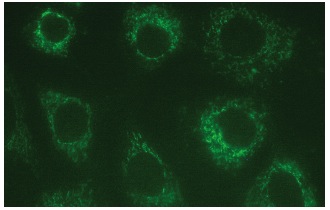 PAO (C-3): sc-166185. Immunofluorescence staining of methanol-fixed NIH/3T3 cells showing cytoplasmic localization.