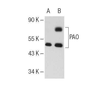 PAO (C-3): sc-166185. Western blot analysis of PAO expression in non-transfected: sc-117752 (A) and mouse PAO transfected: sc-110175 (B) 293T whole cell lysates.