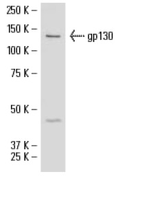 gp130 (H-255): sc-9045. Western blot analysis of gp130 expression in BW5147 whole cell lysate.