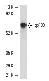 gp130 (H-255): sc-9045. Western blot analysis of human recombinant gp130.