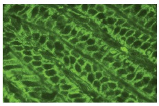 PC-PLD1 (H-160): sc-25512. Immunofluorescence staining of normal mouse intestine frozen section showing cytoplasmic staining.