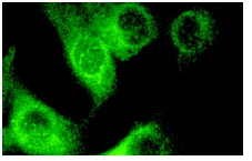 PC-PLD1 (H-160): sc-25512. Immunofluorescence staining of methanol-fixed U-87 MG cells showing cytoplasmic localization.