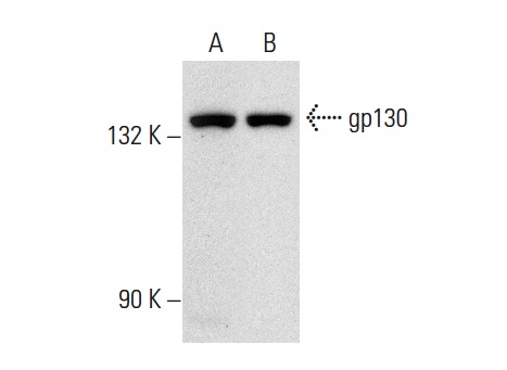 gp130 (H-255): sc-9045. Western blot analysis of gp130 expression in WEHI-231 (A) and PC-12 (B) whole cell lysates.