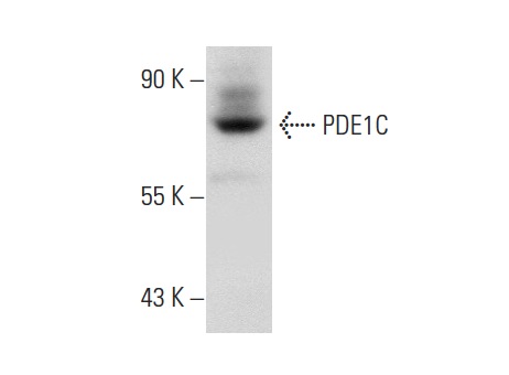 PDE1C (W-16): sc-54940. Western blot analysis of PDE1C expression in rat brain tissue extract.