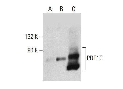 PDE1C (W-16): sc-54940. Western blot analysis of PDE1C expression in non-transfected: sc-117752 (A) and human PDE1C transfected: sc-171529 (B) 293T whole cell lysates and rat brain tissue extract (C).