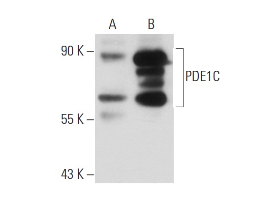 PDE1C (W-16): sc-54940. Western blot analysis of PDE1C expression in non-transfected: sc-110760 (A) and human PDE1C transfected: sc-158826 (B) 293 whole cell lysates.