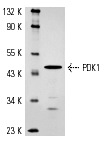 PDK1 (C-20): sc-7140. Western blot analysis of pyruvate dehydrogenase kinase 1 expression in rat heart extract.