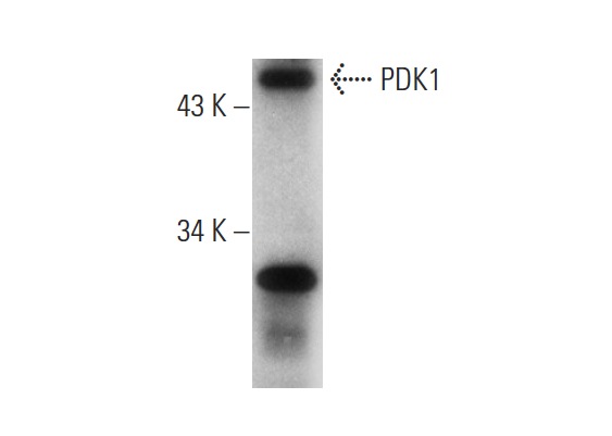 PDK1 (C-20): sc-7140. Western blot analysis of PDK1 expression in mouse heart tissue extract.