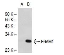 PGAM1/4 (E-14): sc-67756. Western blot analysis of PGAM1 expression in non-transfected: sc-117752 (A) and mouse PGAM1 transfected: sc-122512 (B) 293T whole cell lysates.