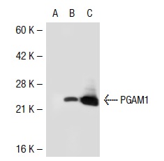 PGAM1/4 (E-14): sc-67756. Western blot analysis of PGAM1 expression in non-transfected 293T: sc-117752 (A), mouse PGAM1 transfected 293T: sc-122511 (B) and HL-60 (C) whole cell lysates.