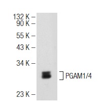 PGAM1/4 (E-14): sc-67756. Western blot analysis of PGAM1/4 expression in Jurkat whole cell lysate.