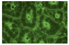 PGD2 synthase (FL-190): sc-30067. Immunofluorescence staining of normal mouse intestine frozen section showing cytoplasmic staining.