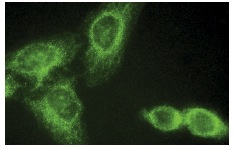 PGD2 synthase (FL-190): sc-30067. Immunofluorescence staining of methanol-fixed HeLa cells showing cytoplasmic localization.