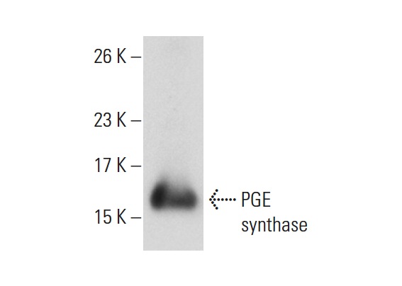 PGE synthase (A-3): sc-166308. Western blot analysis of PGE synthase expression in Caki-1 whole cell lysate.