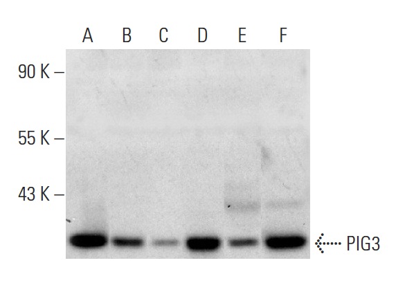 PIG3 (H-300): sc-30068. Western blot analysis of PIG3 expression in TE671 (A), NCI-H460 (B), Jurkat (C), Hep G2 (D), MCF7 (E) and RT-4 (F) whole cell lysates.