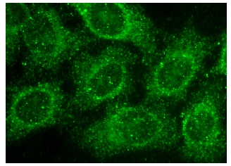 PYGB/L/M (N-20): sc-46347. Immunofluorescence staining of methanol-fixed HeLa cells showing cytoplasmic localization.