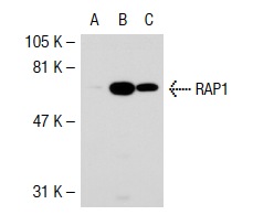 RAP1 (5G7): sc-47695. Western blot analysis of RAP1 expression in non-transfected: sc-117752 (A) and human RAP1 transfected: sc-117426 (B) 293T whole cell lysates and HeLa nuclear extract (C).