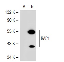 RAP1 (5G7): sc-47695. Western blot analysis of RAP1 expression in non-transfected: sc-117752 (A) and mouse RAP1 transfected: sc-122972 (B) 293T whole cell lysates.