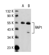 RAP1 (5G7): sc-47695. Western blot analysis of RAP1 expression in HeLa (A) and HL-60 (B) nuclear extracts.