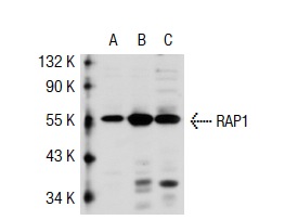 RAP1 (H-300): sc-28197. Western blot analysis of RAP1 expression in non-transfected: sc-117752 (A) and human RAP1 transfected: sc-117426 (B) 293T whole cell lysates and HeLa nuclear extract (C).