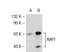 RAP1 (H-300): sc-28197. Western blot analysis of RAP1 expression in non-transfected: sc-117752 (A) and mouse RAP1 transfected: sc-122972 (B) 293T whole cell lysates.
