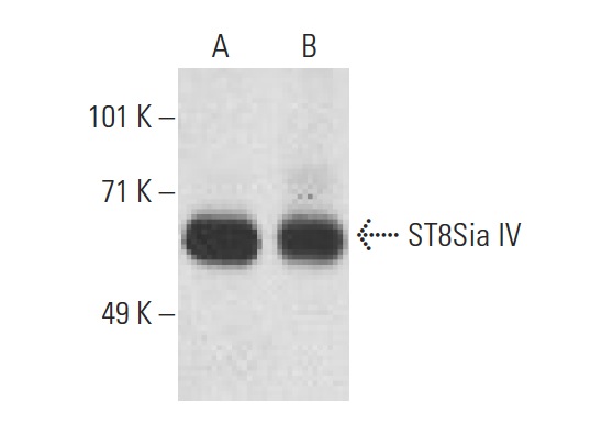 ST8Sia IV (H-70): sc-68896. Western blot analysis of ST8Sia IV expression in mouse spleen (A) and rat spleen (B) tissue extracts.