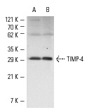 TIMP-4 (C-16): sc-9375. Western blot analysis of TIMP-4 expression in Sol8 (A) and MCF7 (B) whole cell lysates.