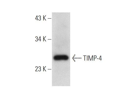 TIMP-4 (C-16): sc-9375. Western blot analysis of TIMP-4 expression in Sol8 whole cell lysate.
