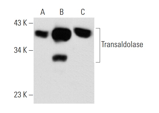 Transaldolase (H-4): sc-166230. Western blot analysis of Transaldolase expression in non-transfected 293T: sc-117752 (A), mouse Transaldolase transfected 293T: sc-127699 (B) and U-87 MG (C) whole cell lysates.
