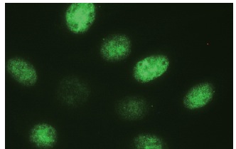 Transaldolase (H-4): sc-166230. Immunofluorescence staining of methanol-fixed NIH/3T3 cells showing nuclear localization.