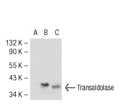Transaldolase (S-17): sc-51439. Western blot analysis of Transaldolase expression in non-transfected 293T: sc-117752 (A), mouse Transaldolase transfected 293T: sc-127700 (B) and U-87 MG (C) whole cell lysates.